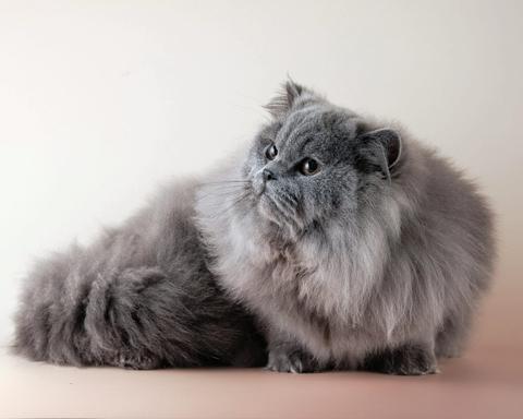 Viral Ambil Kucing Persia, Tukang Mi Ayam Bekasi Minta Maaf