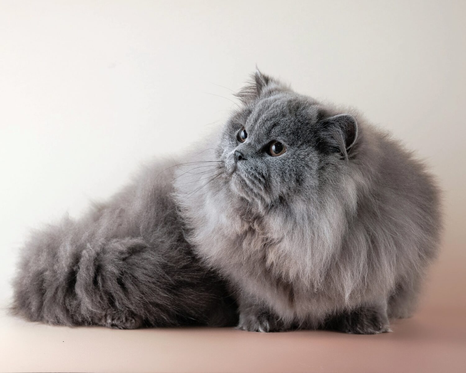 Viral Ambil Kucing Persia, Tukang Mi Ayam Bekasi Minta Maaf