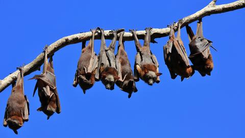 Kelelawar Rabies di Los Angeles Pecah Rekor: 76 Ekor Terkonfirmasi, Warga Diperingatkan