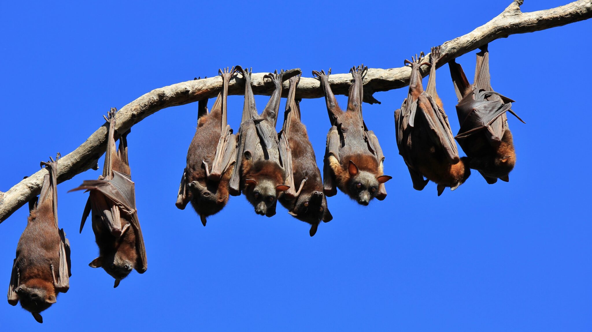 Rabid Bats in Los Angeles Break Record: 76 Confirmed, Residents Warned