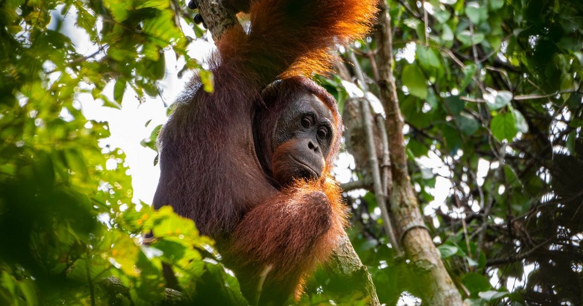 Confused Orangutan in Burned Forest in C. Kalimantan Rescued