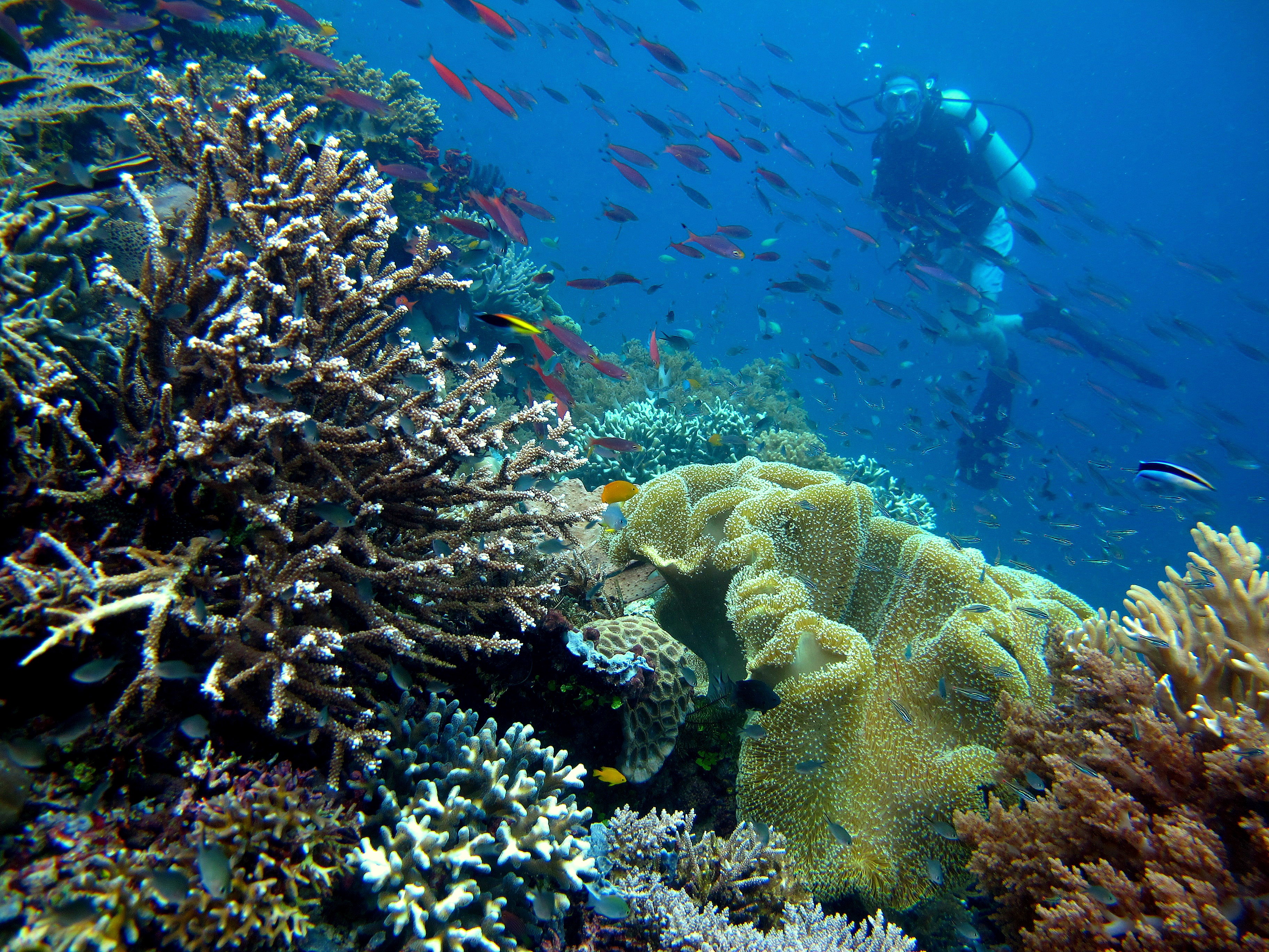 Raja Ampat: Das weltbeste Unterwasserparadies