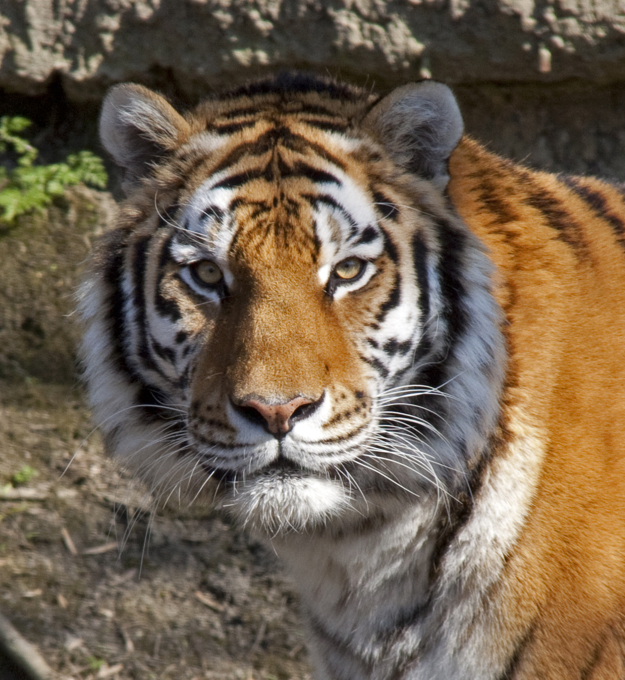 Yorkshire Tiger Victim Had Schizophrenia, Inquest Hears