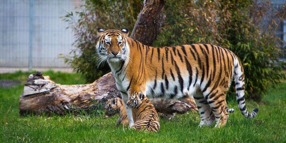 Yorkshire Tiger Victim Had Schizophrenia, Inquest Hears