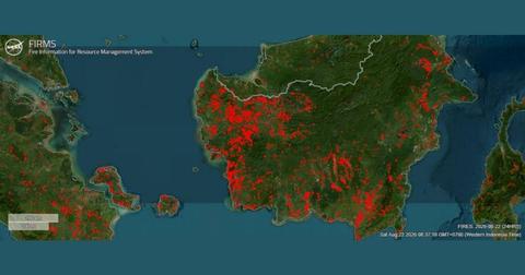 Kebakaran Hutan Tanjung Puting Meluas: 513,89 Ha Terbakar, Terparah di 6 Provinsi
