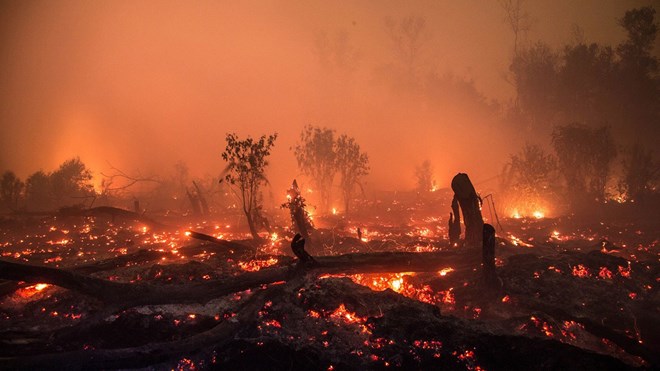 Kebakaran Hutan Tanjung Puting Meluas: 513,89 Ha Terbakar, Terparah di 6 Provinsi